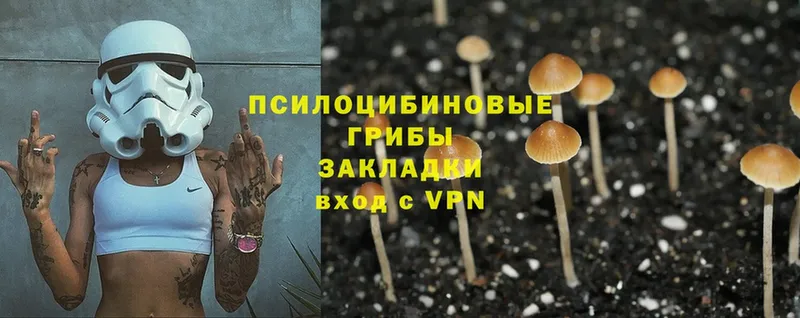 закладки  Новозыбков  Псилоцибиновые грибы Magic Shrooms 